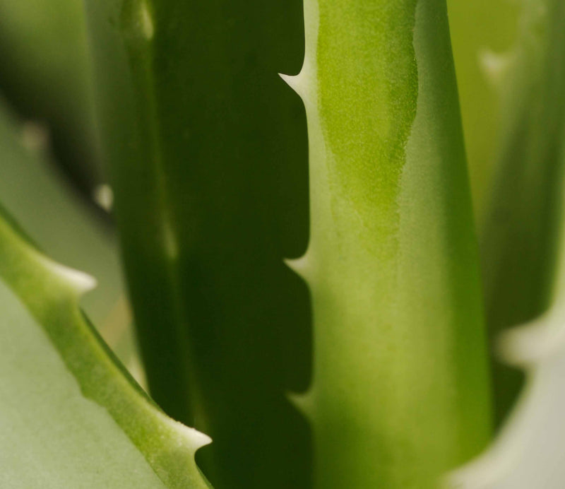 Botanical Calming Network