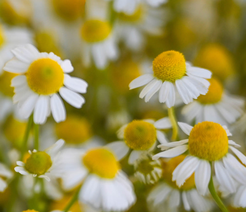 Botanical Calming Complex