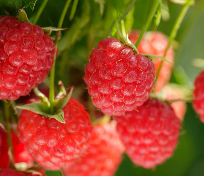 Dual Antioxidant Defense System