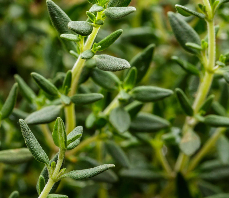 Essential Oil Blend