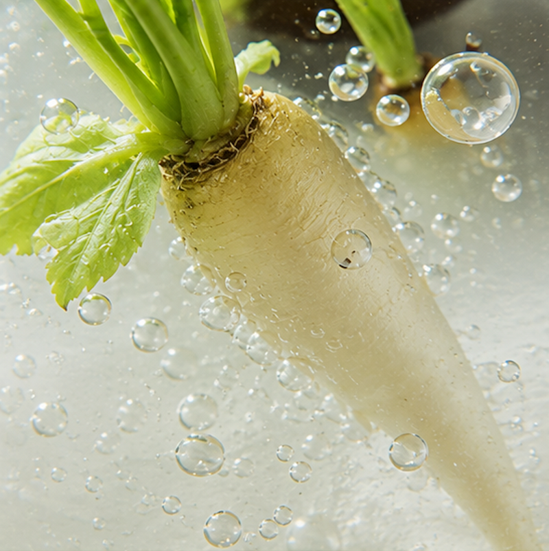 ATP and Radish Root Ferment
